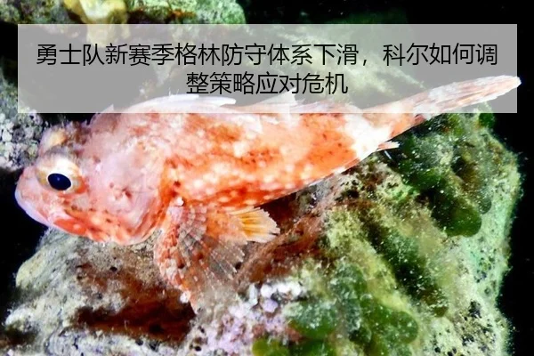 yong-shi-dui-xin-sai-ji-ge-lin-fang-shou-ti-xi-xia-hua-ke-er-ru-he-tiao-zheng-ce-lve-ying-dui-wei-ji-3-444.jpg